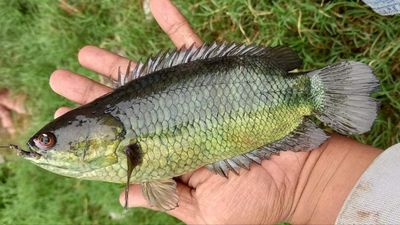 6 Manfaat Ikan Betok untuk Kesehatan yang Perlu Kamu Tahu