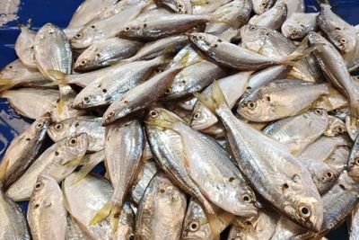 7 Manfaat Ikan Kapasan untuk Kesehatan yang Jarang Diketahui