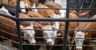 Cari Sapi dan Kambing Murah? Kunjungi Pasar Hewan Tradisional di Kuansing