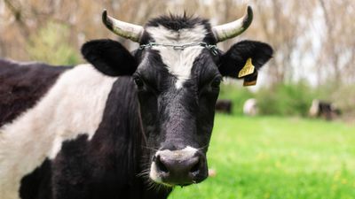 4 Fakta Unik Seputar Hidung Sapi, Ternyata Mirip Sidik Jari Manusia