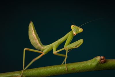 6 Hewan yang Punya Mata Banyak, Sampai Ada Ribuan Mata!