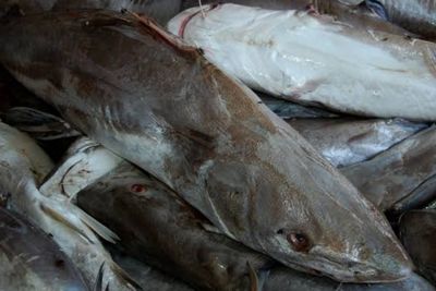 6 Manfaat Ikan Manyung untuk Kesehatan yang Jarang Diketahui
