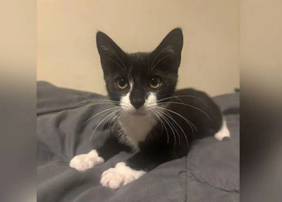Pria Rampok Bank Pakai Kucing Curian, Aksinya Gagal Total