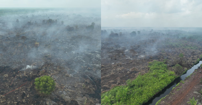 80 Hektar Lahan di Bengkalis, Terbakar atau Sengaja Dibakar, Siapa Dalangnya ?