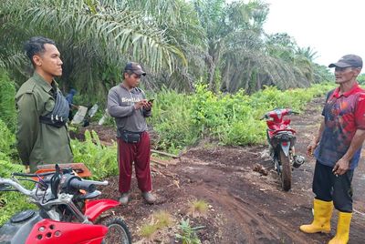 Pekerja Sawit di Siak Nyaris Diserang Harimau Sumatera, BBKSDA Riau Tingkatkan Pemantauan