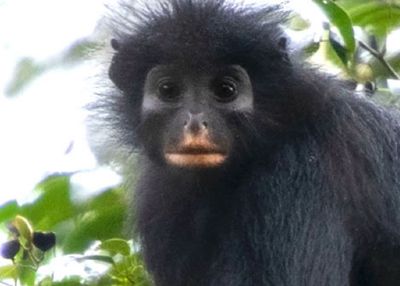 Spesies Monyet Baru Bibir Oranye Ditemukan