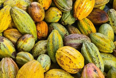Lampung Bidik Jadi Pusat Kakao Premium Dunia