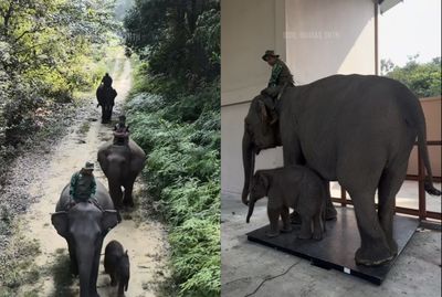 Viral Gajah Flying Squad Tesso Nilo Rutin Jalani Posyandu Setiap Tiga Bulan