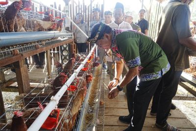 Produksi Telur Lokal Mulai Meningkat, Gubernur Zainal Dorong Kaltara Capai Kemandirian Pangan