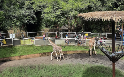 Rekomendasi Kebun Binatang Ramah Anak di Malang, Liburan Seru Sambil Belajar Mengenal Satwa