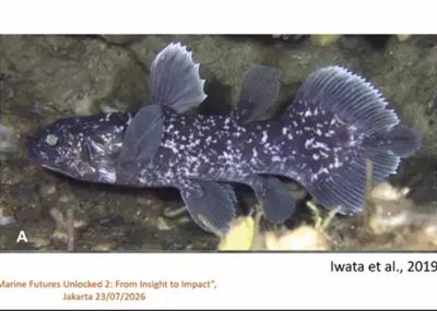 18 Ikan Purba 400 Juta Tahun Ditemukan di Sulawesi Utara