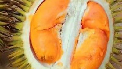 Nikmati 3 Jenis Durian Unggulan di Bangka Belitung, Tai Babi hingga Tupai Chong