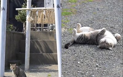 Populasi Kucing Lebih Banyak daripada Penduduk, Begini Kisah Pulau Aoshima di Jepang