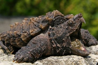 Kura-kura Alligator Tergolong Hewan Karnivora Walaupun Sering Makan Cacing
