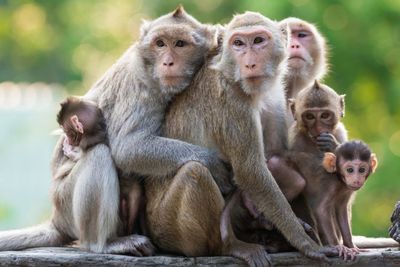 Aksi Mengesalkan Seekor Monyet yang Mengejek Anjing