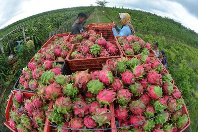 Bahaya Nggak Pipis Berubah Jadi Merah Setelah Mengonsumsi Buah Naga?