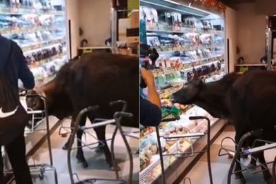 Kelaparan, Kawanan Sapi Liar Ini Serbu Supermarket