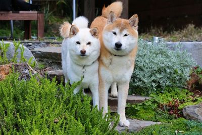 Shiba Inu, Anjing Lucu Dan Setia Dari Jepang