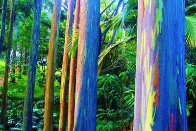Rainbow Eucalyptus, Pohon Pelangi Pohon Eksotis Warna-warni