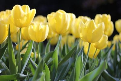 Tak Hanya Ada Di Belanda, Tulip Juga Bisa Ditemukan Di Kazakhstan