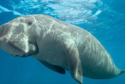 Dugong Si Penyelam Sejati Di Laut Biru Yang Luas