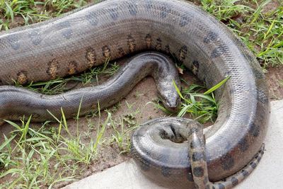 Anaconda, Hewan Yang Sanggup Bertahan Hidup Dengan Sekali Makan
