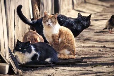 Pemerintah Australia Deklarasikan Perang terhadap Kucing Liar