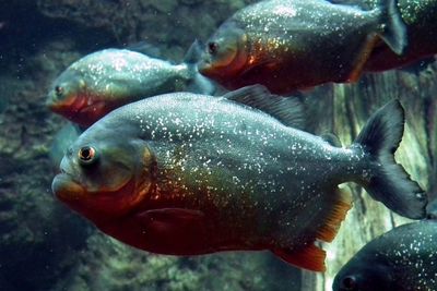 Benarkah Gigitan Ikan Piranha Lebih Kuat Dari Pada Dinosaurus?
