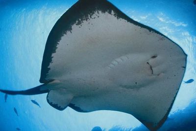 Ikan Pari Memiliki Ekor Yang Panjang Dan Beracun