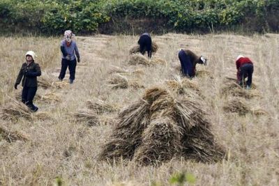 Korea Utara Alami Kekeringan Buruk, Rakyat Terancam Kelaparan