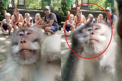 Kocak! Monyet Ini Selfie Sambil Acungkan Jari Tengah
