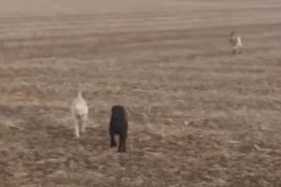 Momen Anjing yang Hilang Kembali ke Majikan dan Bawa Teman Baru