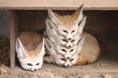 Rubah Fennec, Hewan Kecil Dan Lucu Ini Bisa Ditemukan Diwilayah Gurun