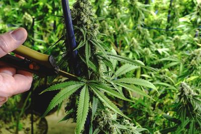 Tanaman Ganja Sudah Digunakan Manusia Sejak 2.500 Tahun yang Lalu