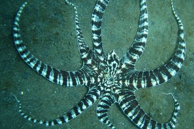Mimic Octopus, Gurita Pintar Yang Jago Menyamar