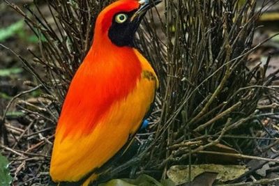 Bower Bird, Si Burung Penghuni Gunung Arfak di Papua