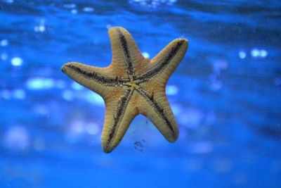 Bintang laut, Binatang Yang Tidak Memiliki Otak Dan Darah