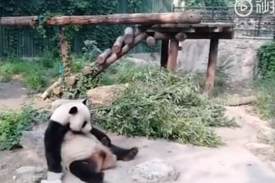 Miris, Turis Kebun Binatang di China Lempar Batu ke Panda