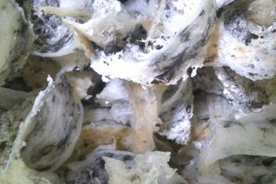 Produk Sarang Burung Walet Indonesia Jadi Incaran China
