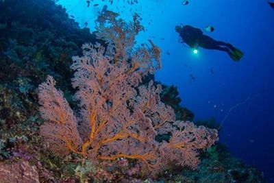Festival Bunaken, Pertegas Manado Sebagai Destinasi Bawah Laut Dunia