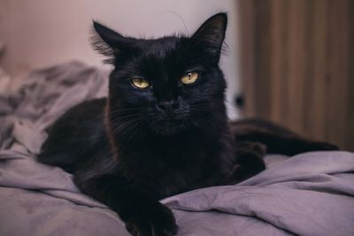 Di Skotlandia Kucing Hitam Dianggap Sebagai Pembawa Keberuntungan Loh!