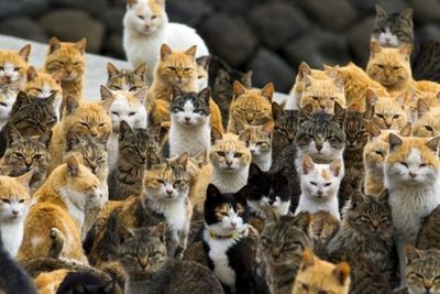 Di Jepang, Pulau Ini Dihuni Ratusan Kucing!