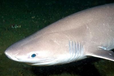 Hiu Bluntnose sixgill, Hiu Purba Yang Terancam Punah