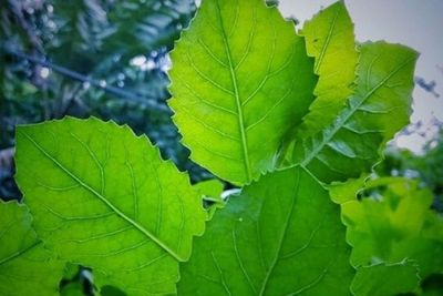 Inilah 5 Manfaaat Daun Beluntas Bagi Kesehatan