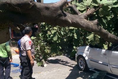 Pohon Tumbang Timpa Mobil di Universitas Pancasila