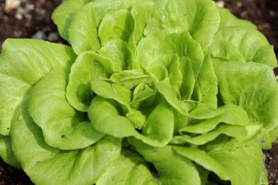 5 Manfaat Selada Romaine Yang Kamu Harus Tau
