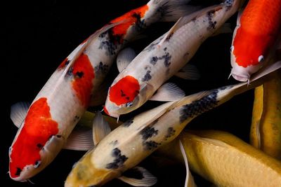 Awal Mula Ikan Koi Dianggap Sebagai Pembawa Keberuntungan