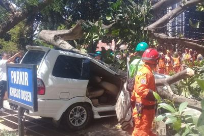 Pohon Tumbang di Universitas Pancasila Diduga Karena Angin Kencang