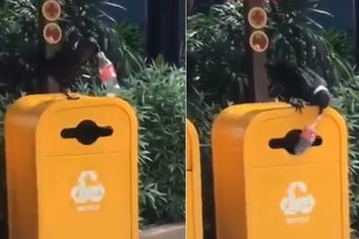 Salut, Burung Gagak Hitam Ini Peduli Lingkungan Dengan Buang Sampah