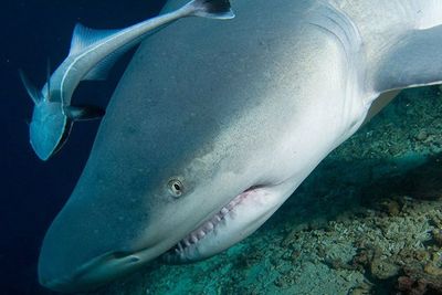 Remora, Ikan Yang Gemar Menempel di Badan Hiu